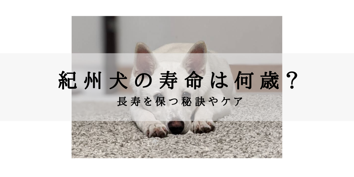 紀州犬の寿命とその特徴 長生きする秘訣とは お犬さんドットコム